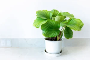 گیاه کالاتیا اوربیفولیا