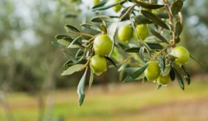 گیاه درخت زیتون
