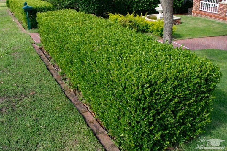 گیاه شمشاد جنگلی
