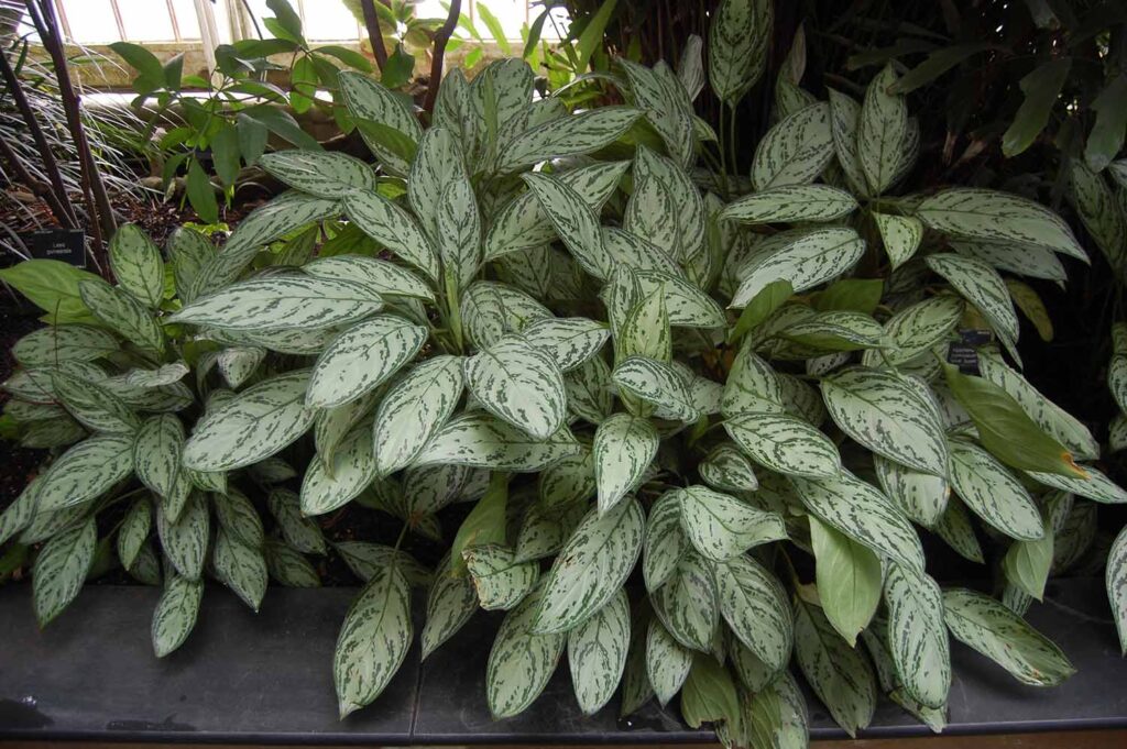 گیاه آگلونما نقره ای