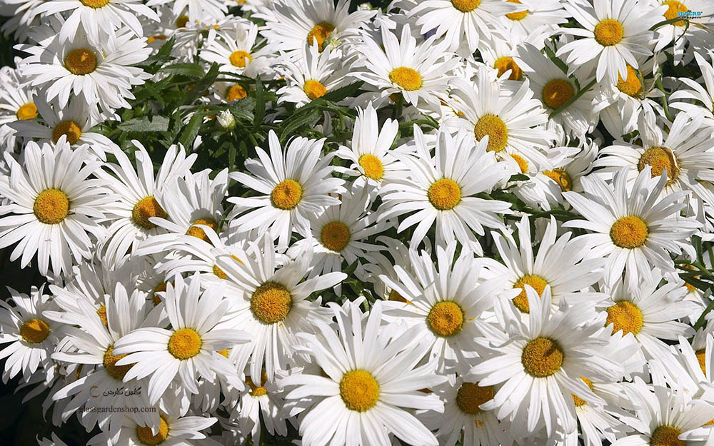 گل مینا